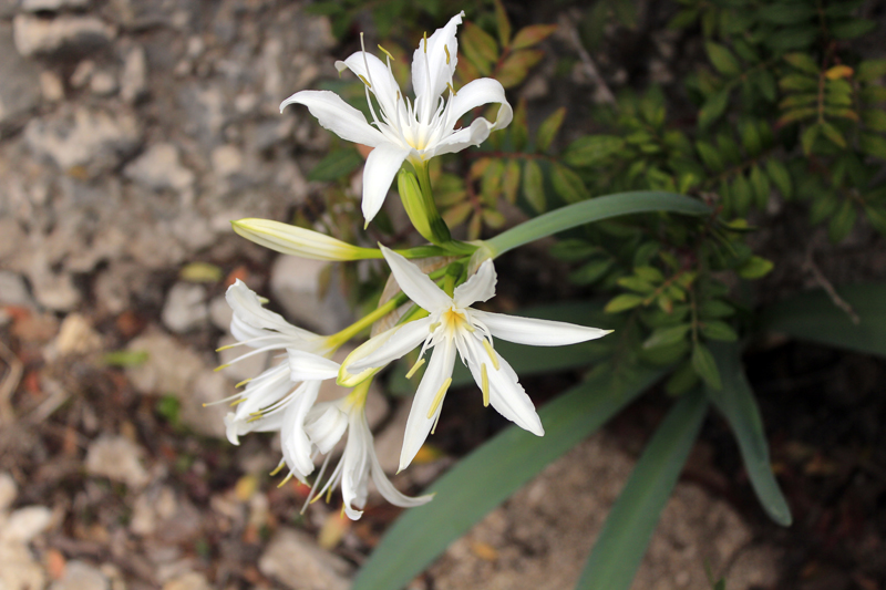 2016-04-23_115324 sardinien-2016.jpg - Wanderung zur Cala Goloritze